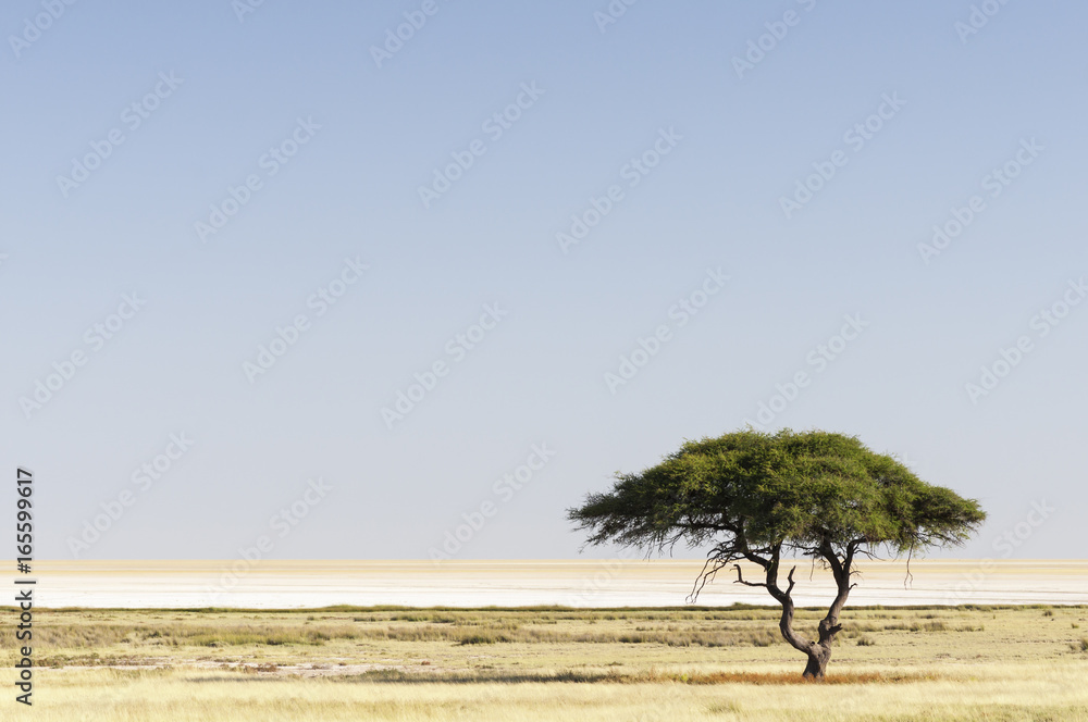 Obraz premium African landscape / African landscape in Etosha National Park, Namibia.