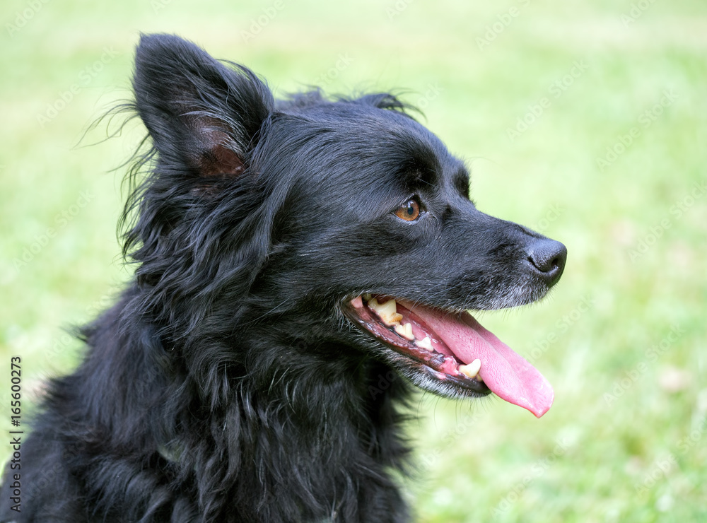 Black dog with mouth open, on grass. Black dog with mouth open, on grass.