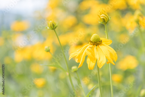 Close-up of rudbeckia lacinata 'Autumn Sun' cutleaf coneflower