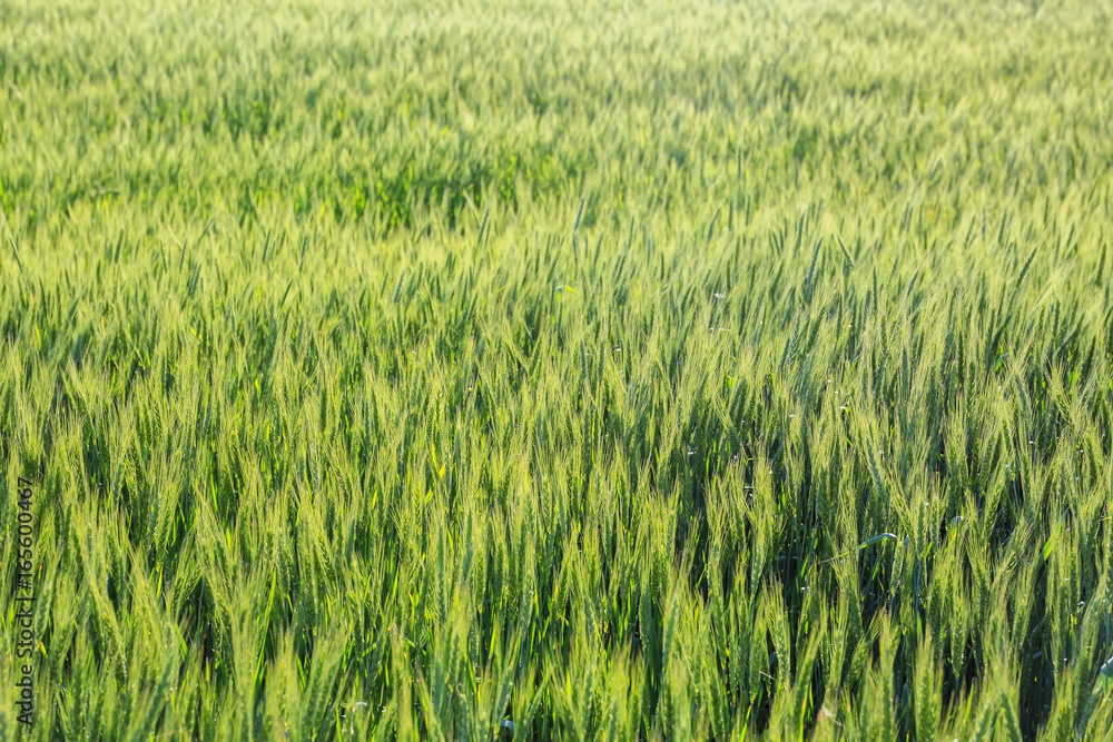 View of beautiful wheat field View of beautiful wheat field