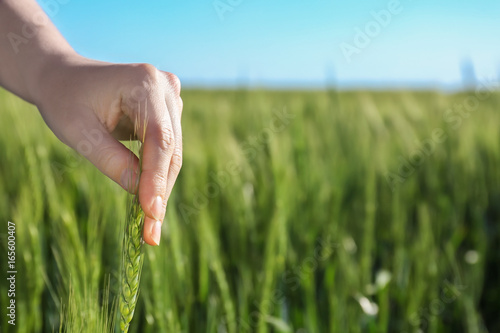 Woman touching wheat spikelet in field, closeup © Africa Studio