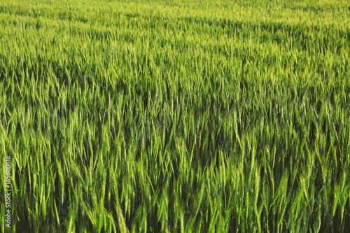 View of beautiful wheat field © Africa Studio
