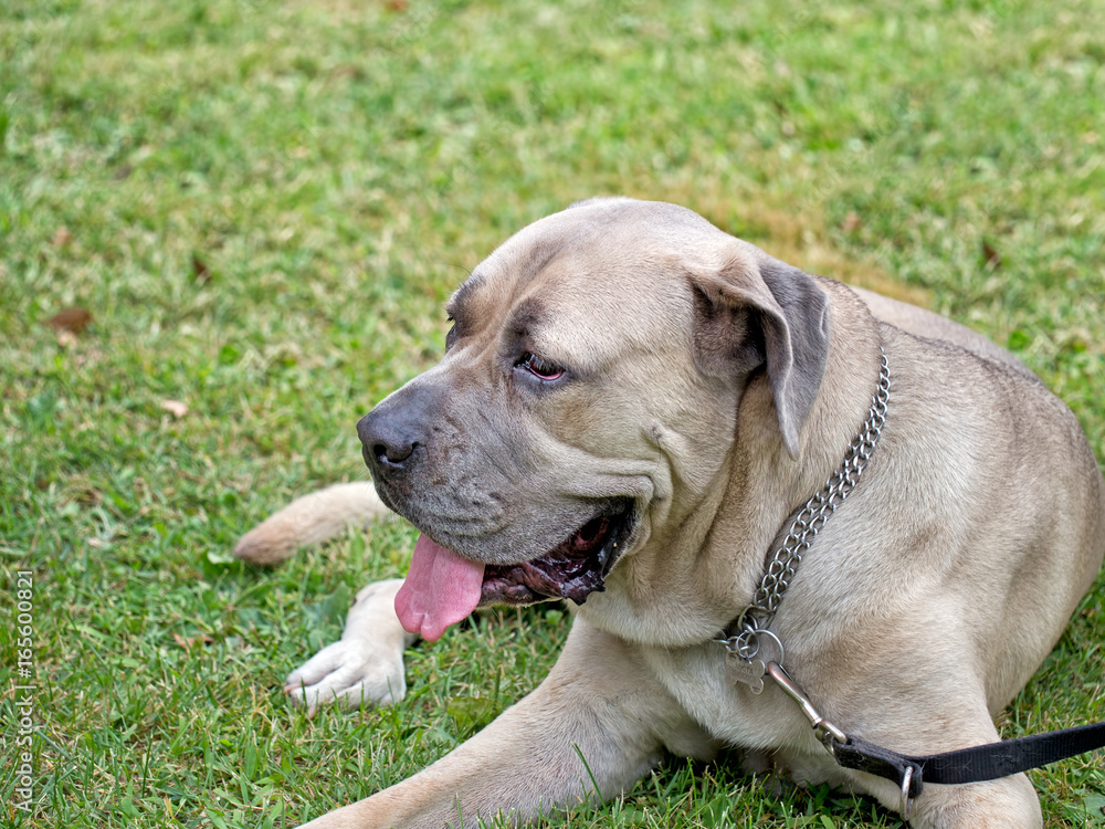 Mastiff mix. Big dog, lying on grass.
