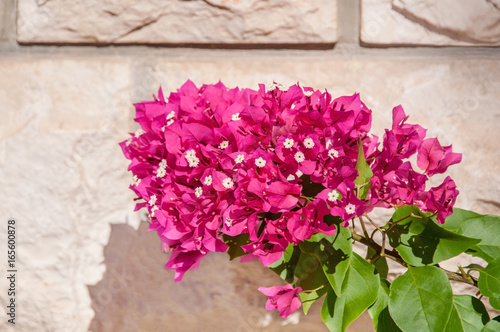 A branch of bougainvillea on a stone textured wall on a Sunny day.