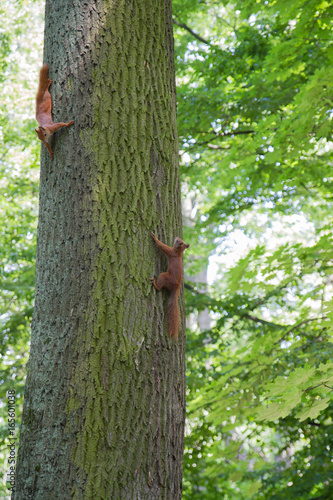 Two Red squirrels chasing each other  around a tree © teine