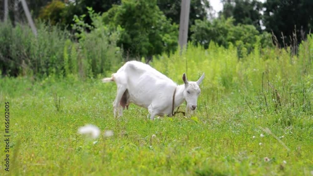 A white domestic goat standing on the farm eating grass and lying down on the ground A white domestic goat standing on the farm eating grass and lying down on the ground