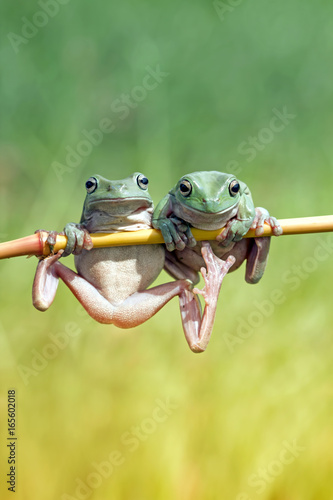 Tree frog on branch, frog