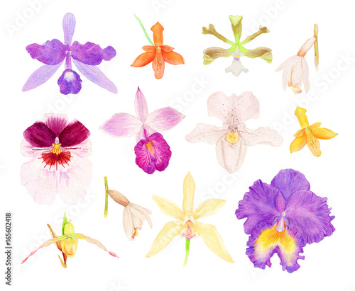Orchid watercolor set