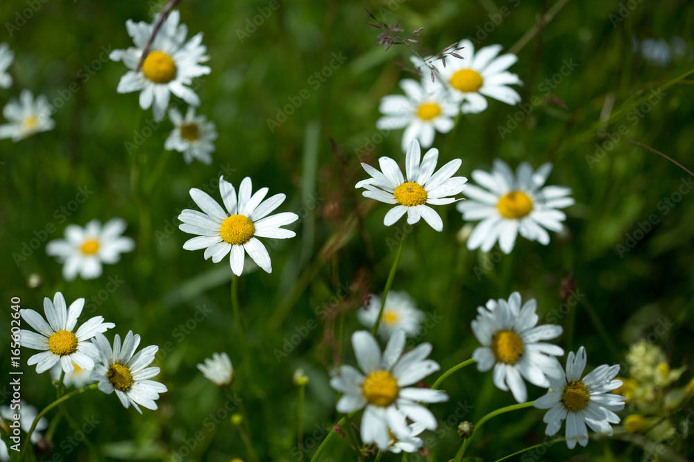 Fototapeta premium Beautiful meadow field with wild flowers.