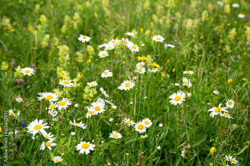 Beautiful meadow field with wild flowers.