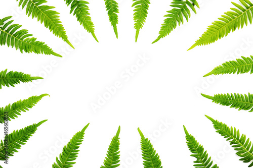 Fern branches pattern on white background.