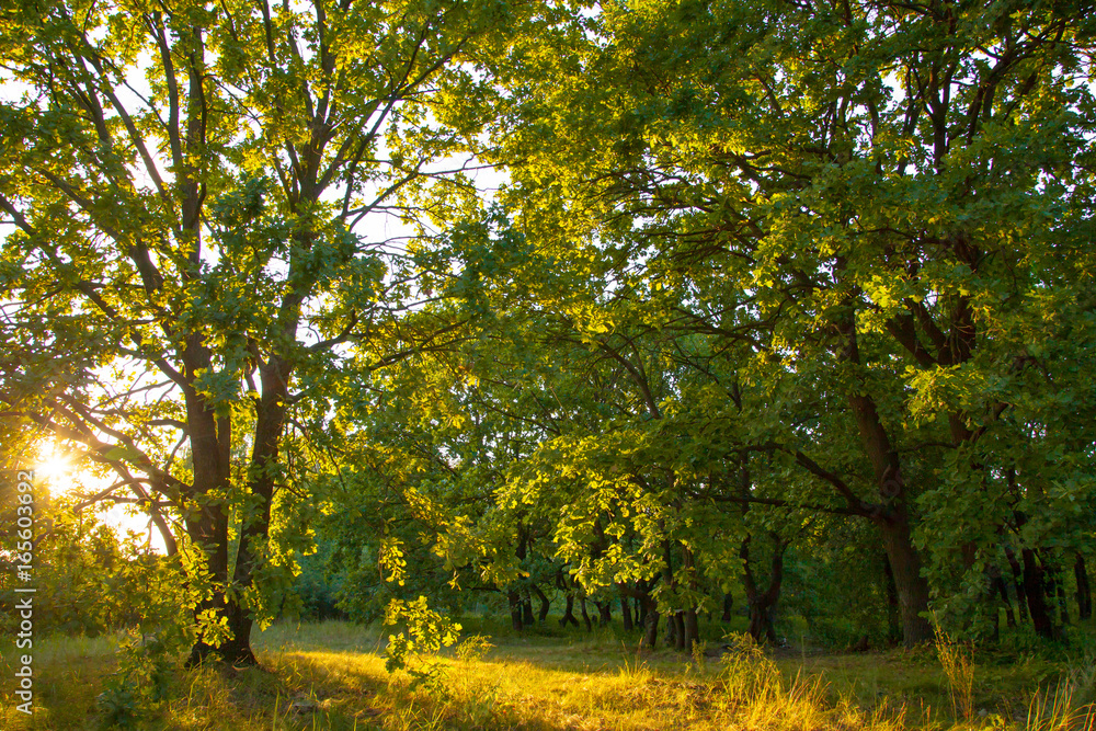 Fototapeta premium old oak magic forest sunlight sunrise sunset
