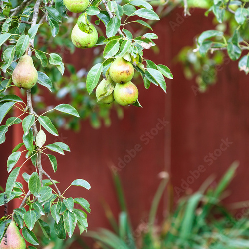 branch of pear tree on backyard in summer