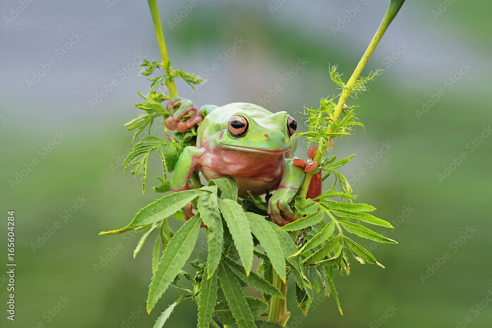 Fototapeta premium Tree frog on branch, frog