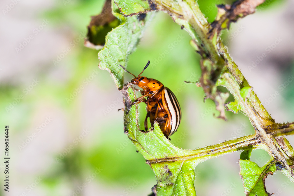 colorado potato beetle on potato bush close up colorado potato beetle on potato bush close up