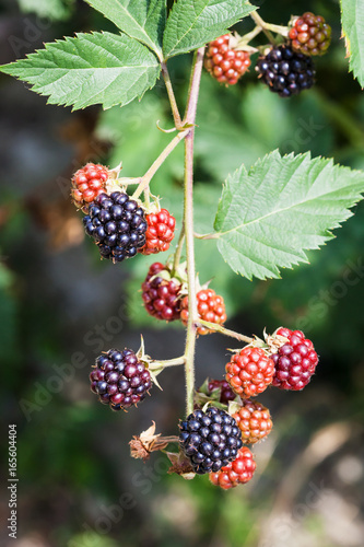 view of twig with ripe blackberries in summer