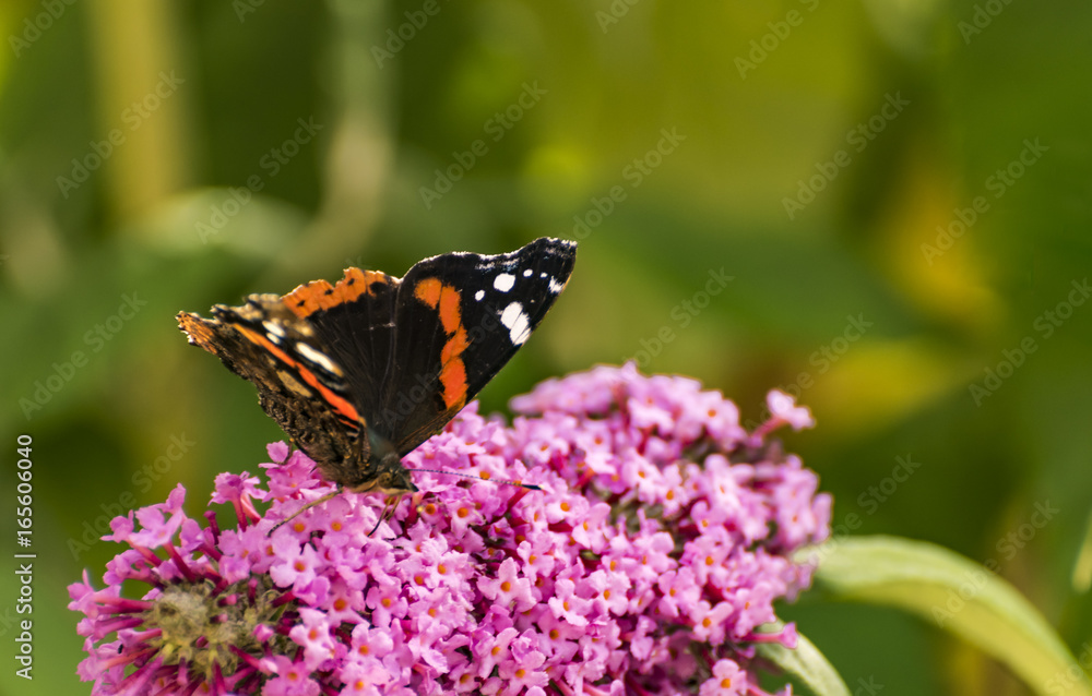 Butterfly on Buddleia