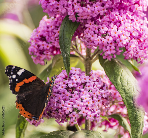 Butterfly on Buddleia photo