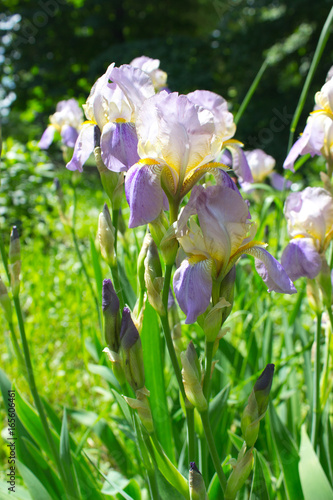 Fototapeta Naklejka Na Ścianę i Meble -  Iris Flower