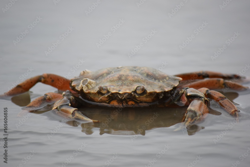 Strandkrabbe Krabbe