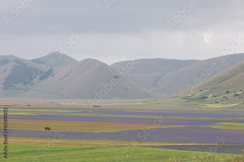 Beautiful colorful flower fields in Pian Grande of Castelluccio di Norcia, with some sparse haybales and hills in the background