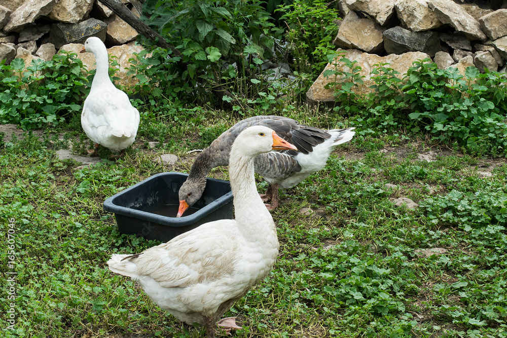 Fototapeta premium Domestic geese on village goose farm