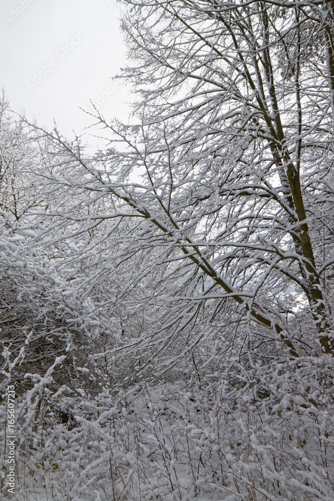 Branches covered with snow Branches covered with snow