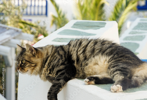 Cat lying on a wall in Greece