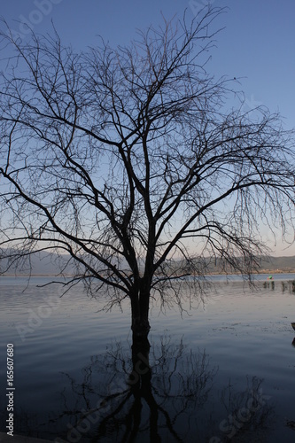 HDR image of tree in Dojran lake, Macedonia