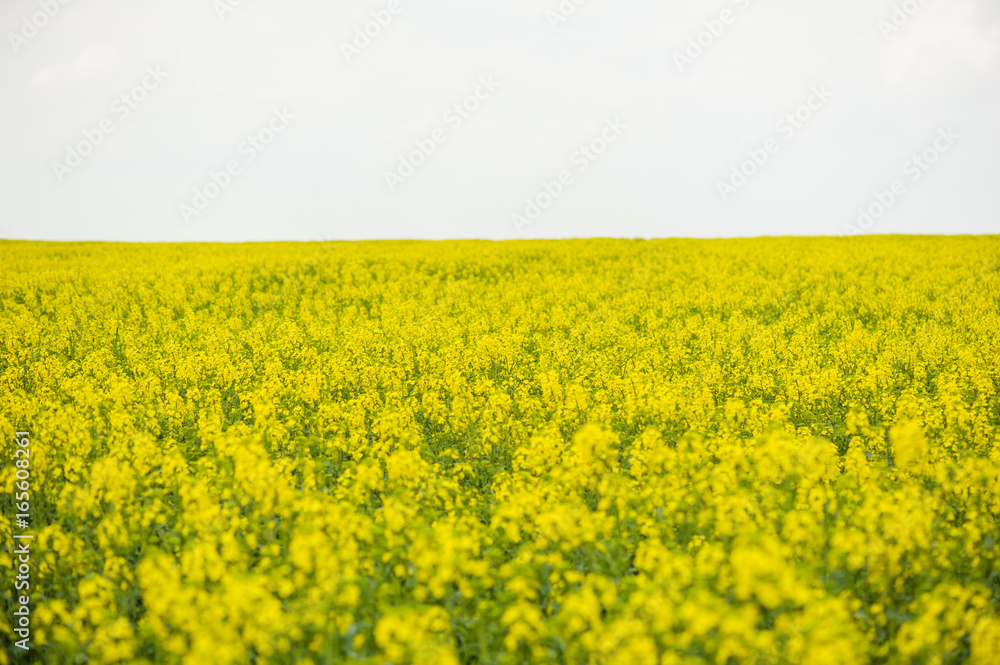 Rapeseed field. Biodiesel