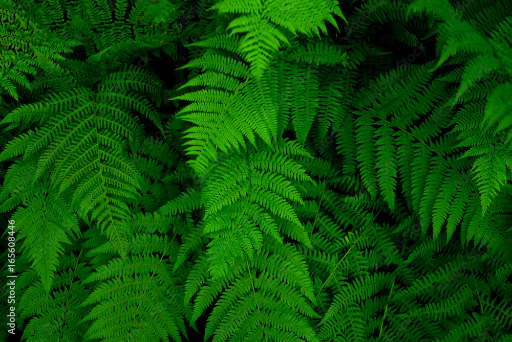 Abstract tropical green fern in suumer forest.