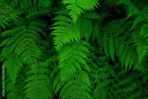 Abstract tropical green fern in suumer forest.