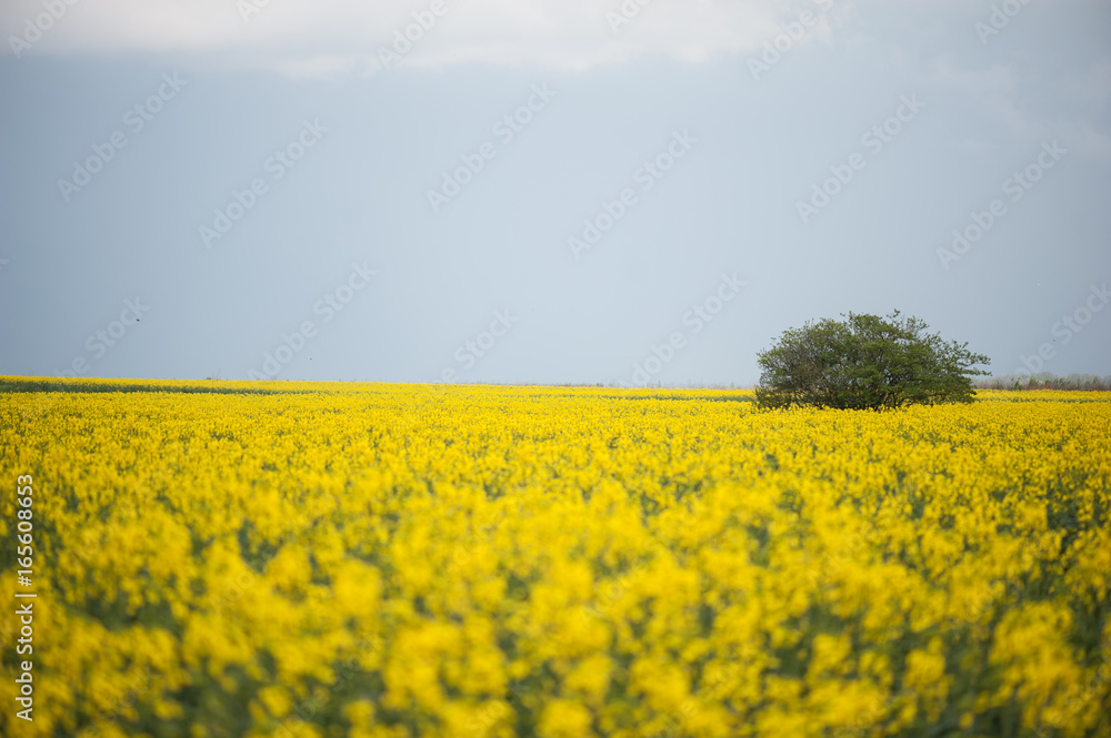 Obraz premium Rapeseed field. Biodiesel