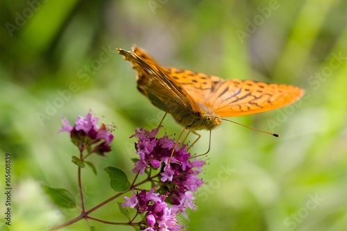 Foto Argynnis paphia