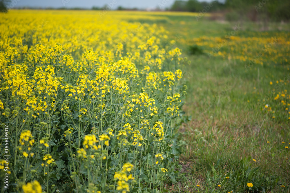 Obraz premium Rapeseed field. Biodiesel