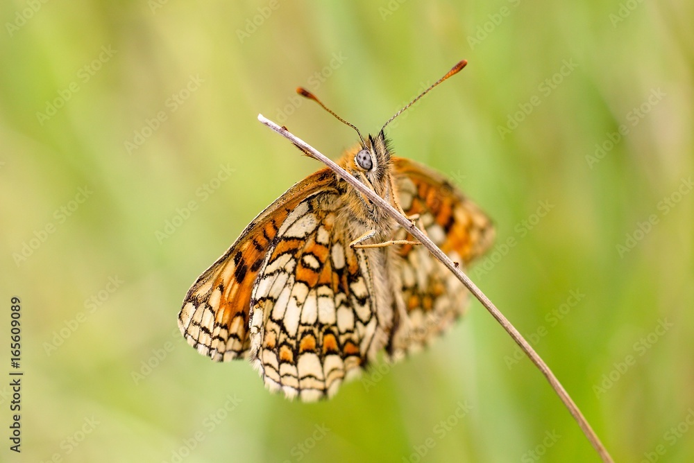 Obraz premium Melanargia galathea