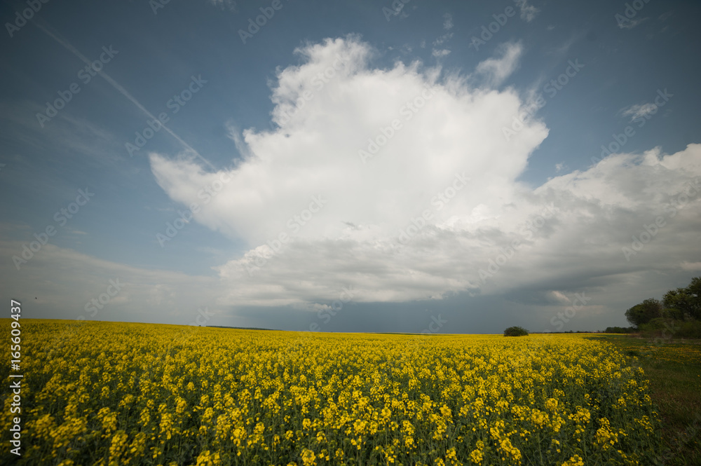 Fototapeta premium Rapeseed field. Biodiesel