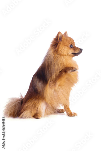 Lovely caramel-colored dog