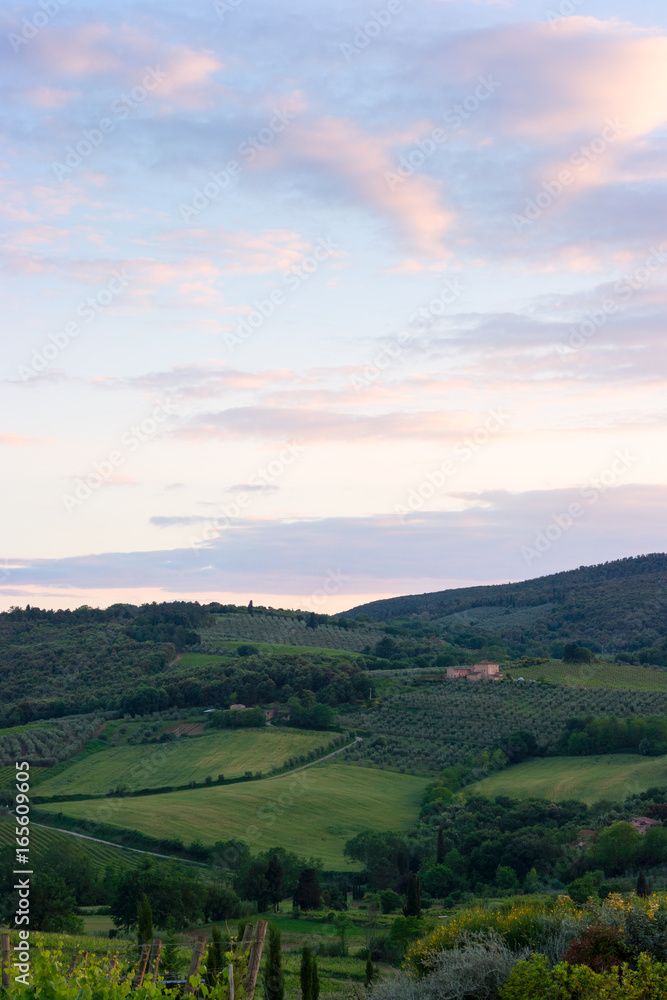 Viineyard landscape in Tuscany