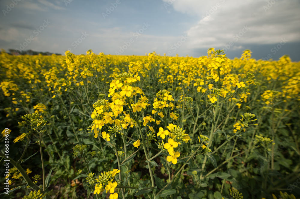 Rapeseed field. Biodiesel