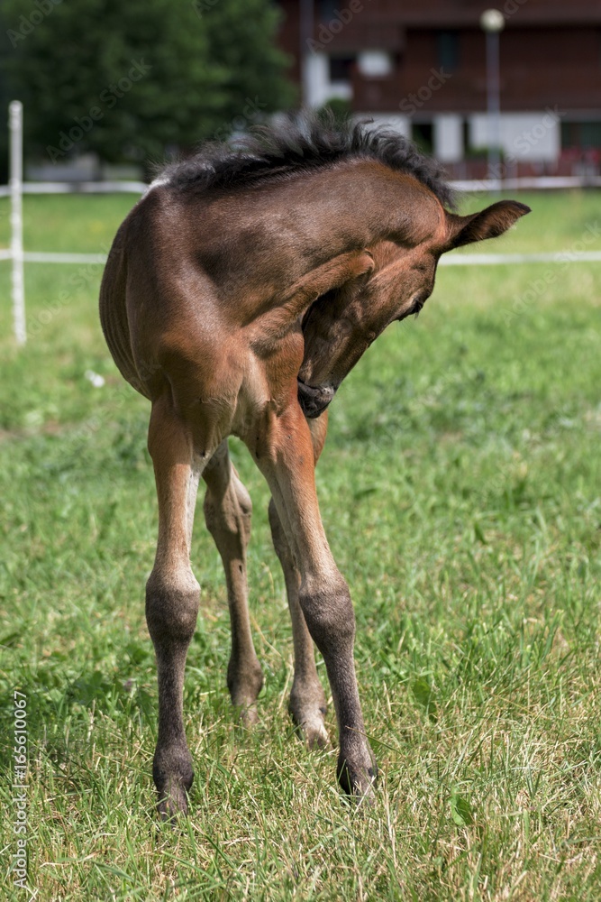 Fototapeta premium Little pony in the summer on a meadow