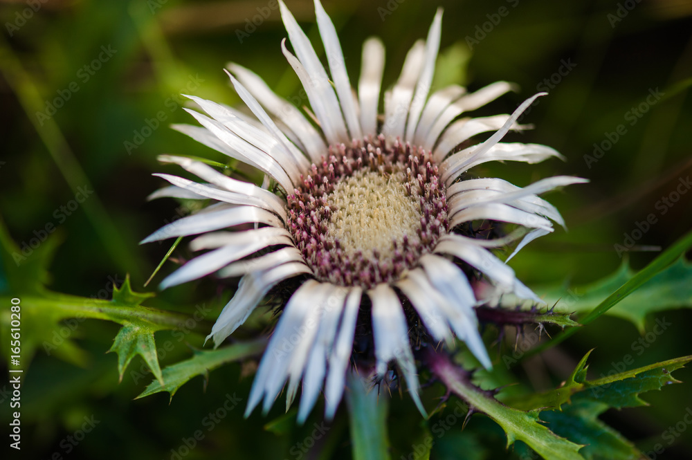 Vegetation of alpine meadowsVegetation of alpine meadows Vegetation of alpine meadowsVegetation of alpine meadows