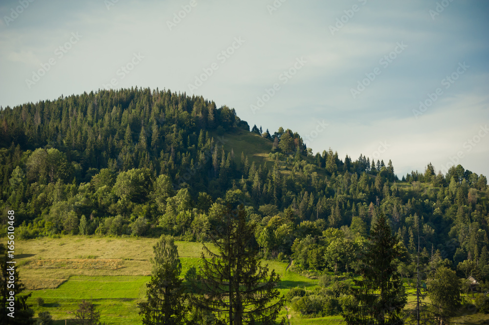 Landscape of coniferous forests in the mountains