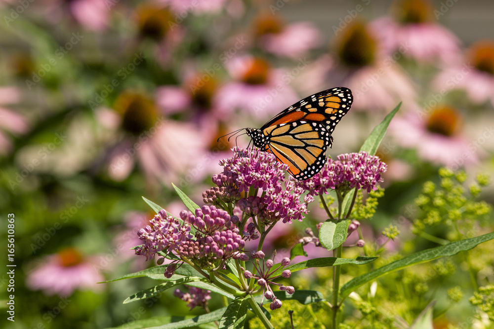 Monarch Butterfly