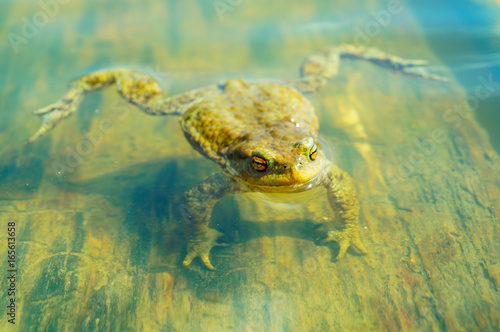 ungry frog in water photo