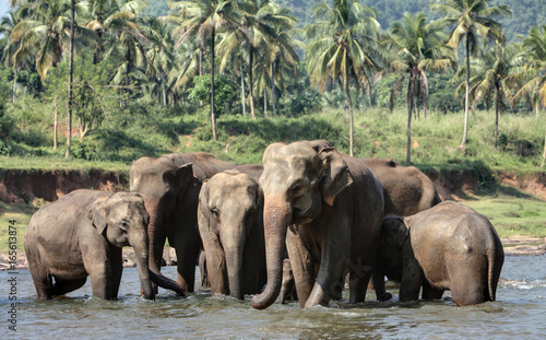 Sri Lankan Asian Elephants 