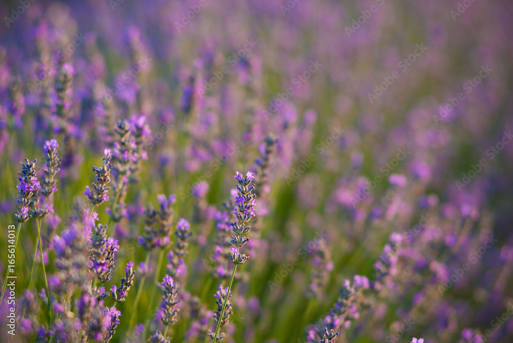 Lavenderflowers in Brihuega. Guadalajara, Spain Lavenderflowers in Brihuega. Guadalajara, Spain