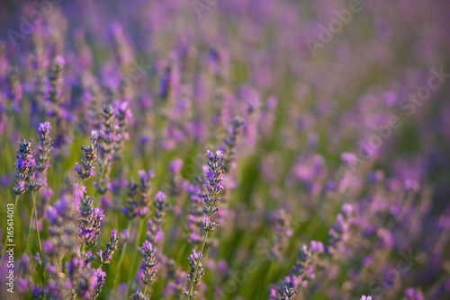 Lavenderflowers in Brihuega. Guadalajara, Spain © Wojciech Jarosz