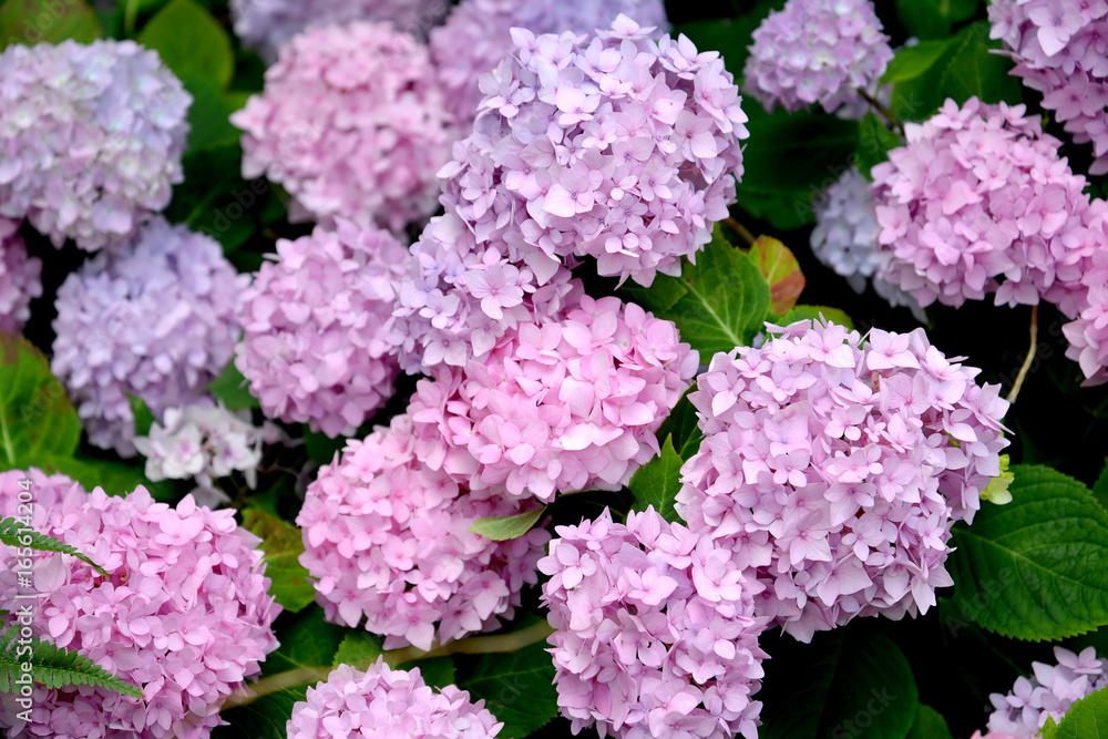 Pink inflorescences of a hydrangea (Hydrangea L.) close up Pink inflorescences of a hydrangea (Hydrangea L.) close up