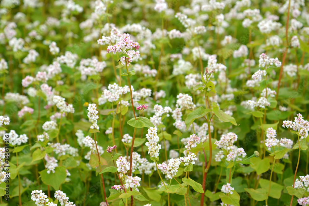 The blossoming buckwheat sowing (Fagopyrum esculentum Moench), a background